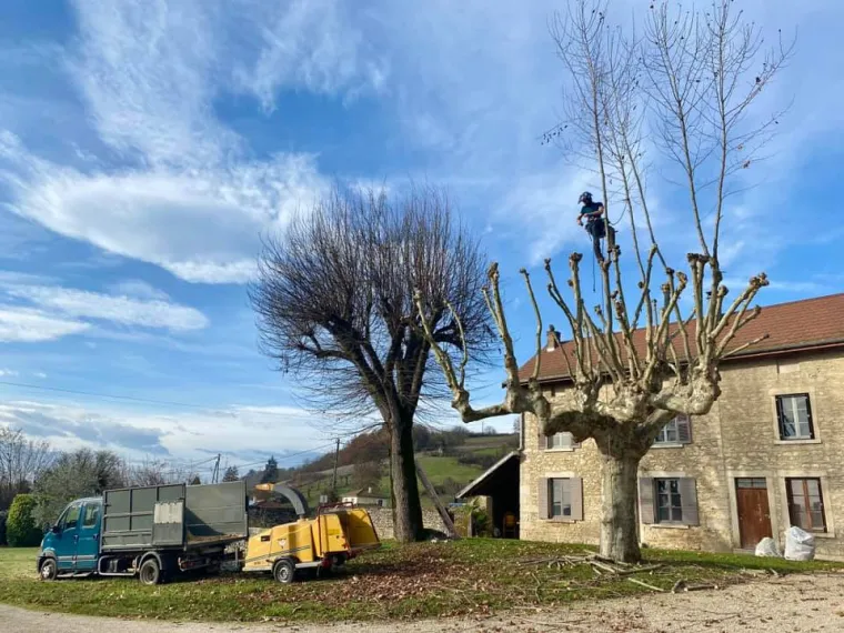 Elagage d'un arbre à Vienne, Vienne, Tree Service