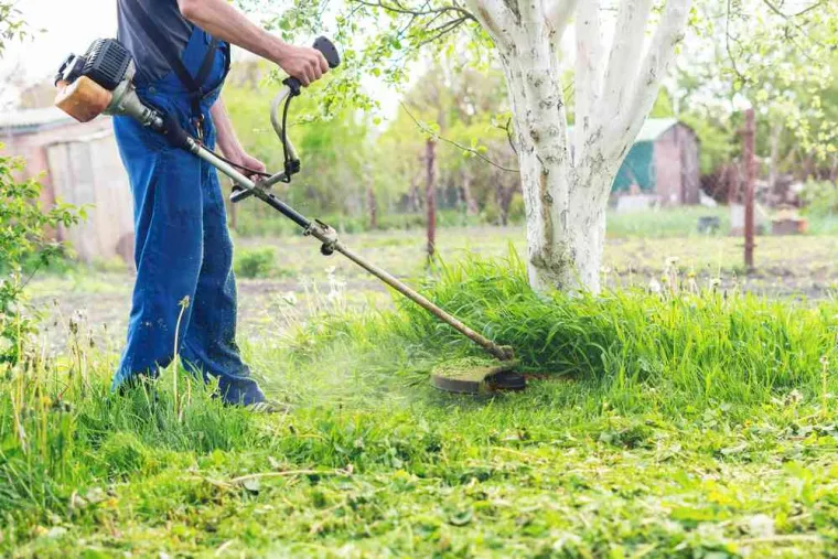 Débroussaillage de parcelle, Vienne, Tree Service
