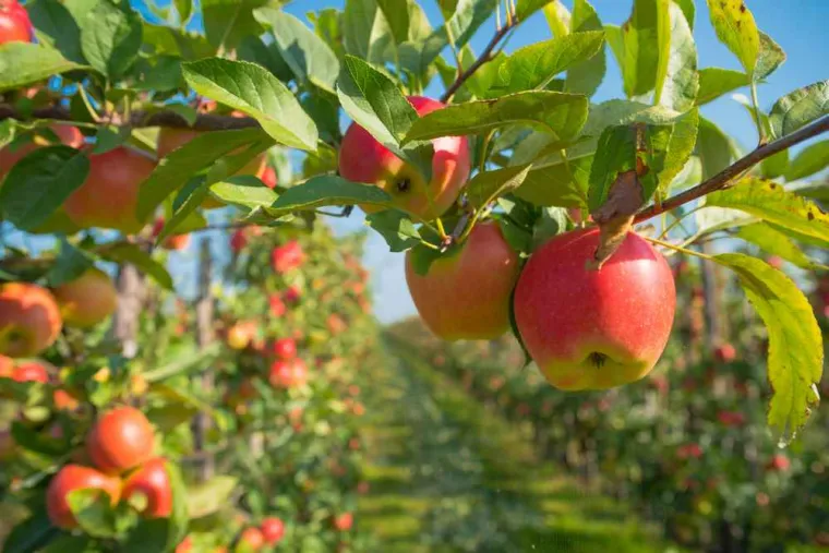 Taille d'arbre fruitier, Vienne, Tree Service
